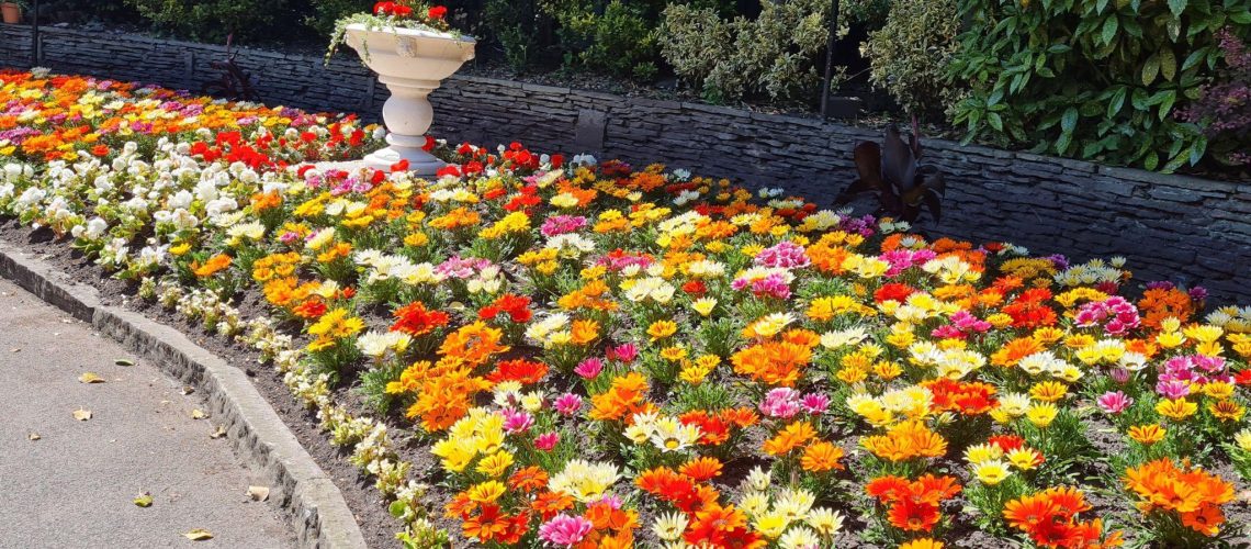 gazanias2
