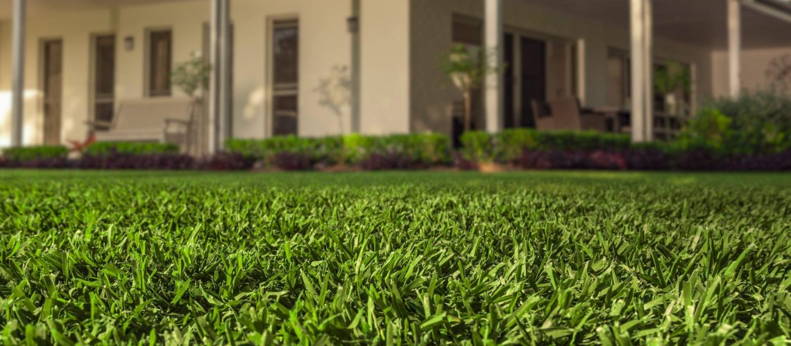 Drought tolerant lawn grass