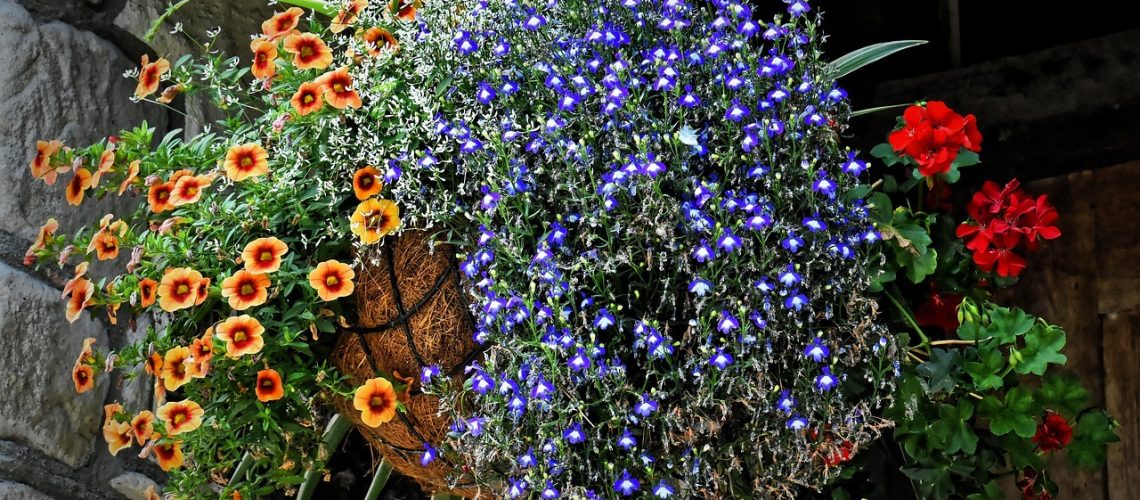 hanging basket