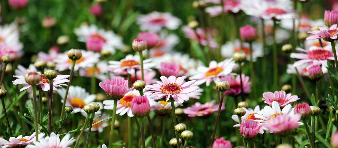 noname_13-marguerite-1507550_1280