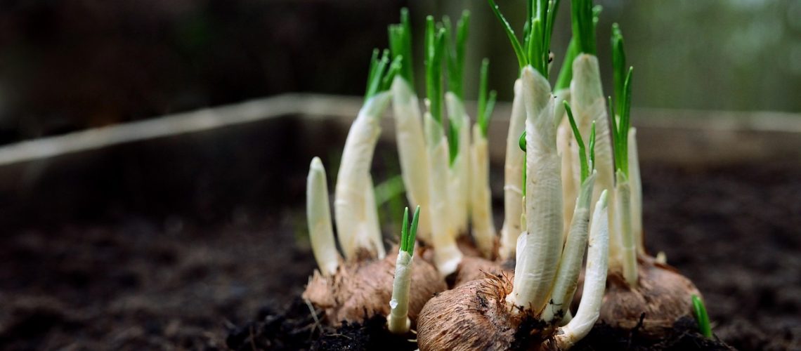 plant bulbs