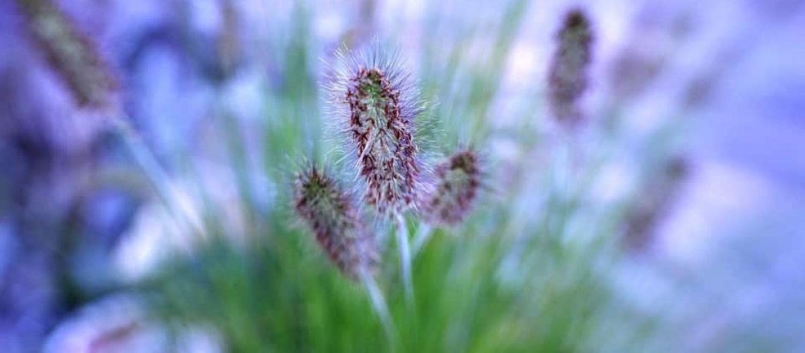 ornamental-grass-4281435_960_720