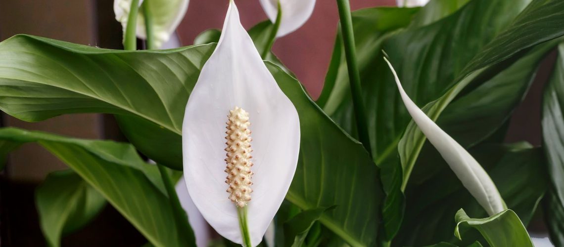 peace-lily-GettyImages-1302923247-3ad36a2756cf4ee39e63d1fc39736d8a