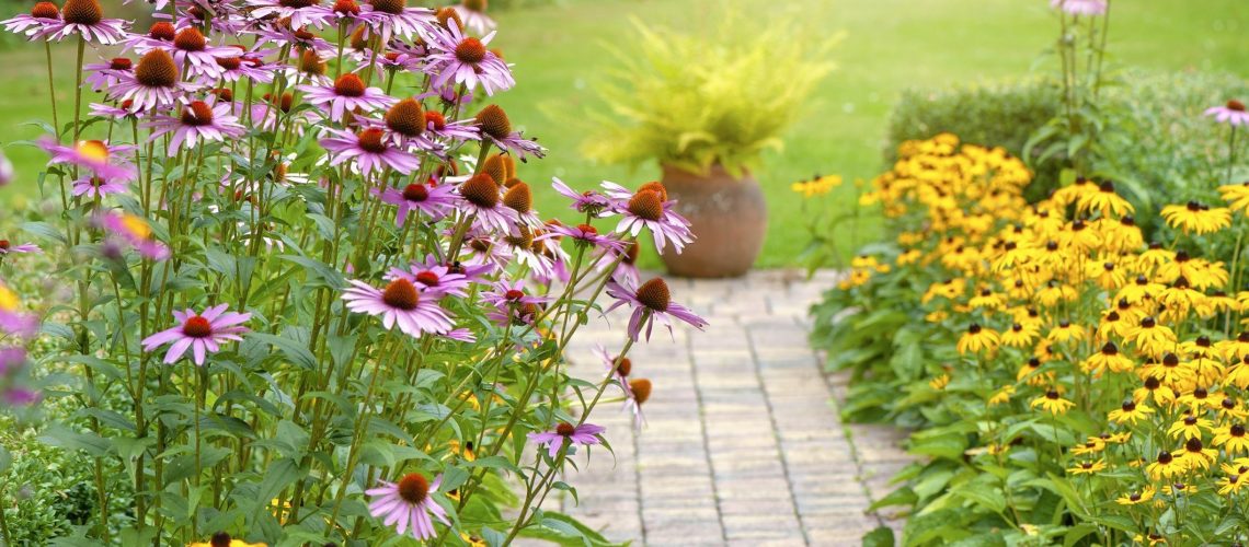 perennial-flowers-and-plants-1674072475