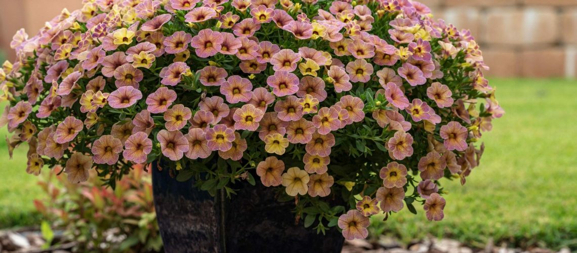 pexels-jana-ohajdova-9247703