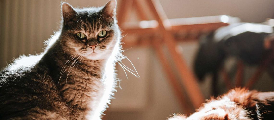 pexels-marián-šicko-4214919