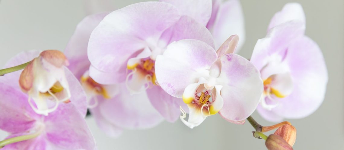 phalaenopsis-orchids-definition-1902866-04-445f6982c7884a71a48f906a7ccf6e0b