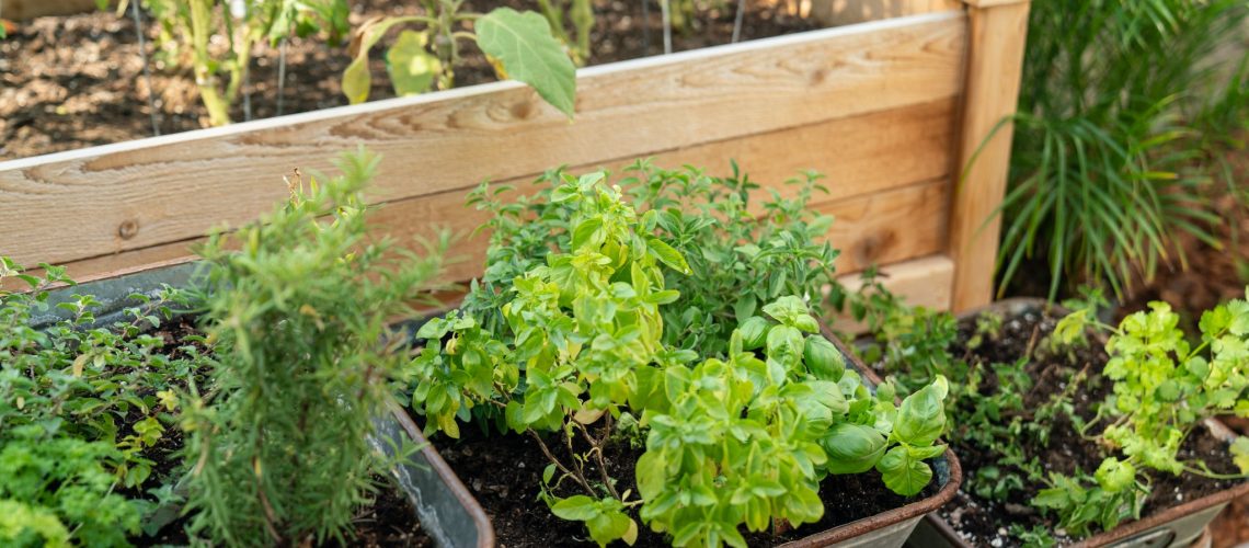 planning-a-herb-garden-1402617-05-a1645996200740319a9fddacb22c8fca