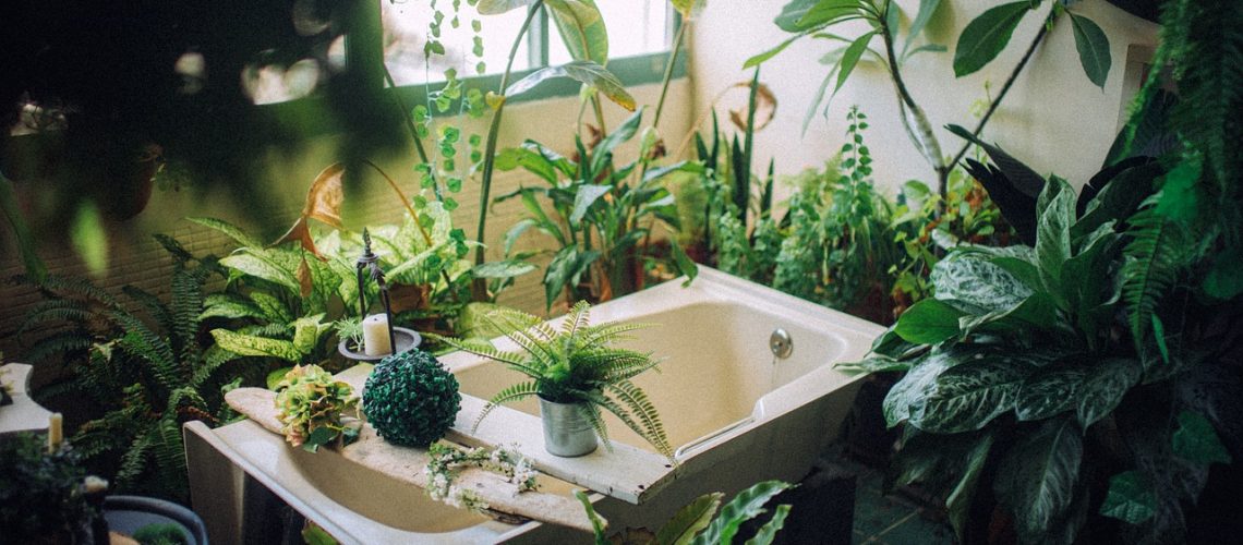 House plants indoor plants