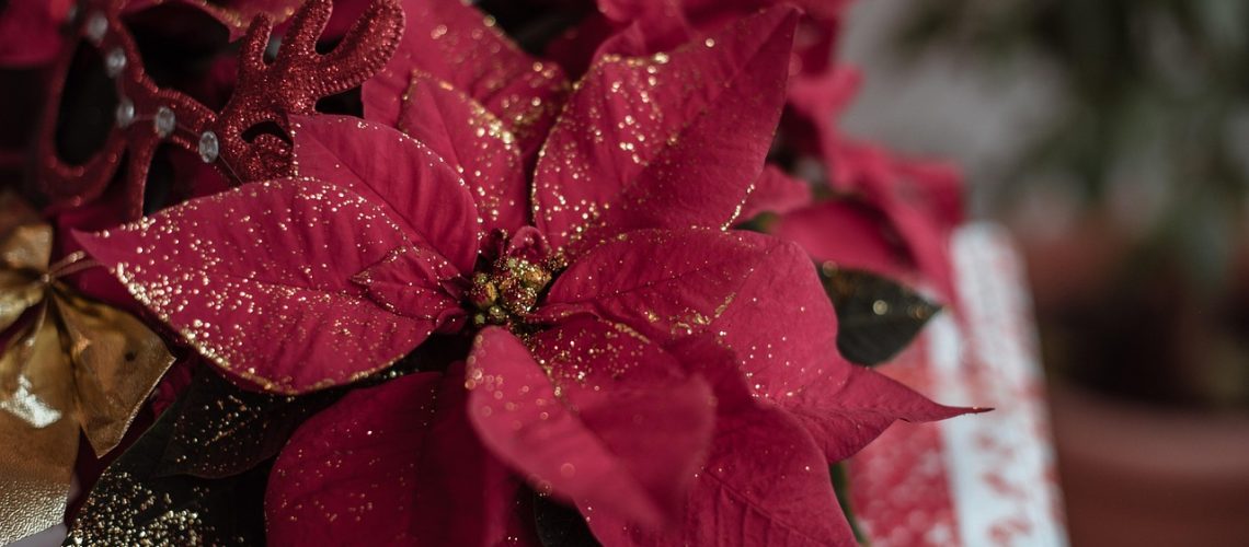 Indoor plants christmas