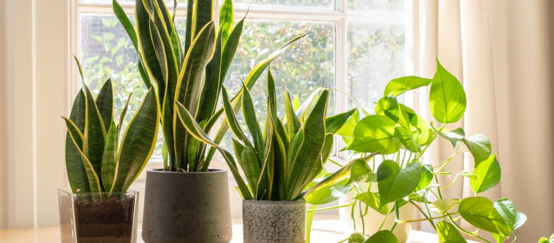 potted-snake-plants-inside-a-beautiful-new-flat-or-royalty-free-image-1659026388