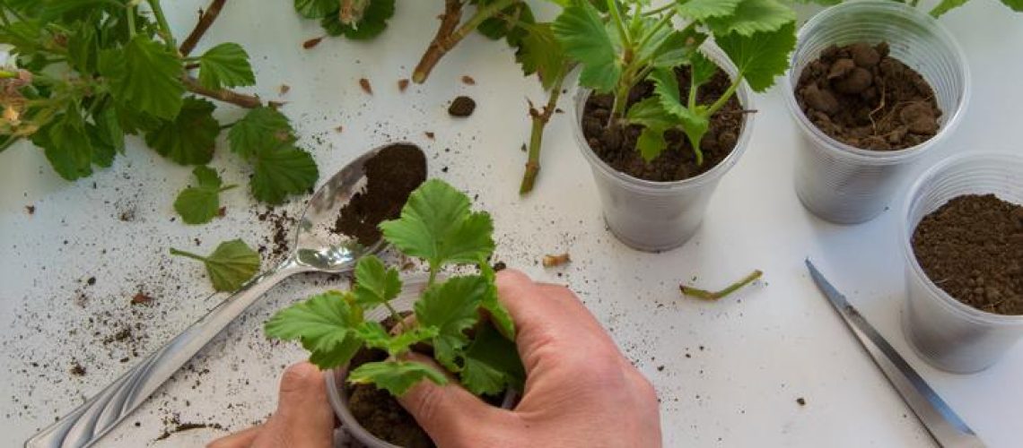 Propagating Plants for the Garden