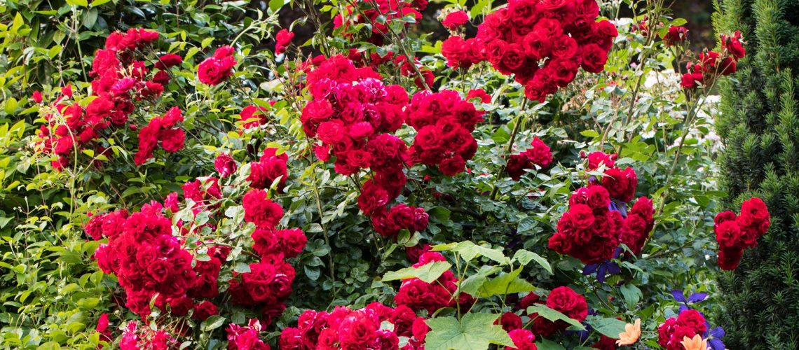 red-roses-in-garden-b22bfee8-b95cf5f9a2fe458da328601ad980c7bf