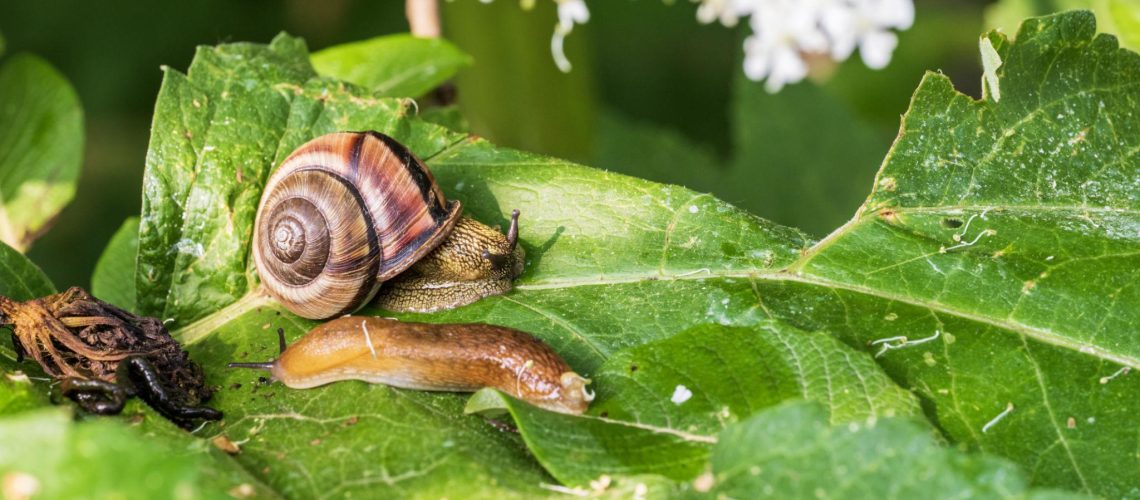 slugs and snails2