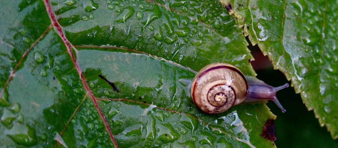 Snail proof plants