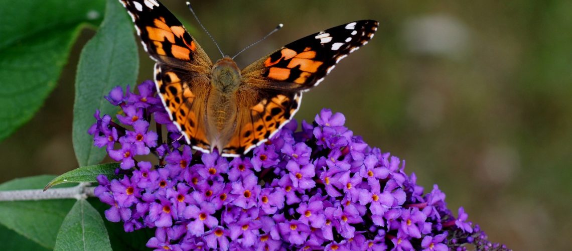 Discover the best low-maintenance flowering shrubs to add color, structure, and life to your garden.