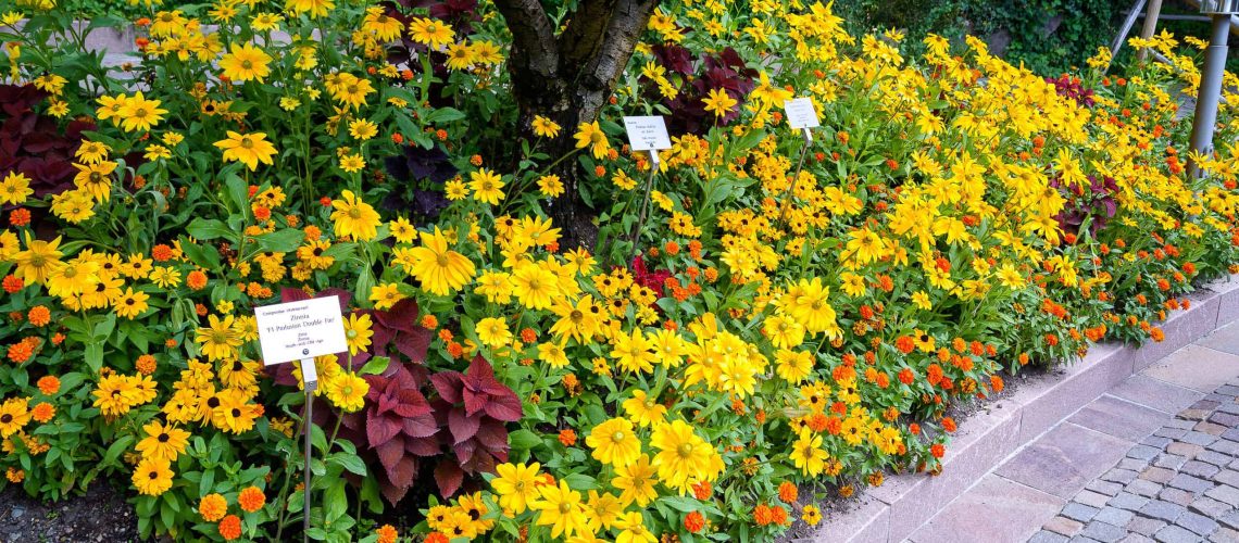 Zinnia 'F1 Profusion Double Fire' combined with Rudbekia hirta 'Prairie Sun'